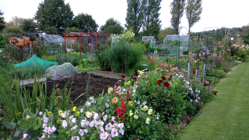 Moss Park Allotments